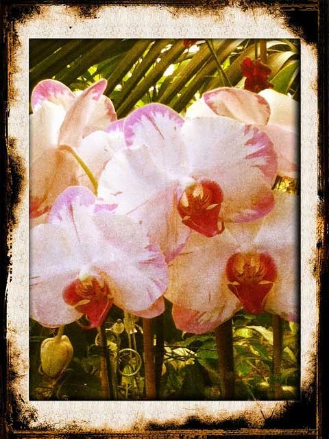 Visit to my local nursery