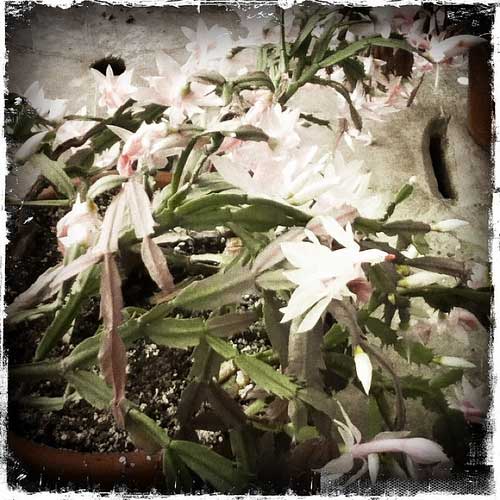 Visit to my local nursery