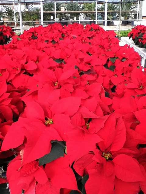 Visit to my local nursery