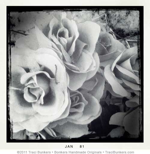 cemetery roses